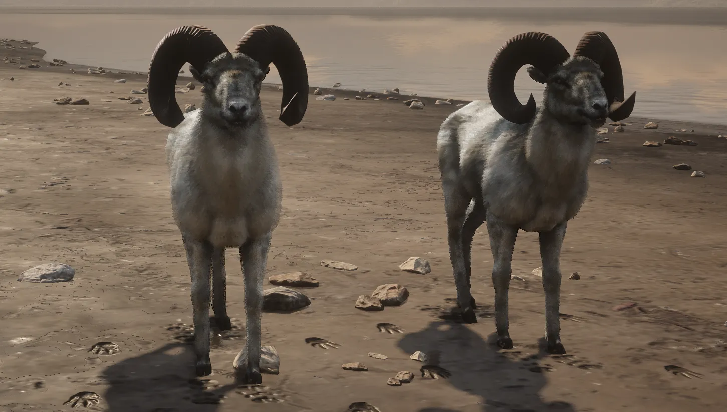 Chalk Horn Ram